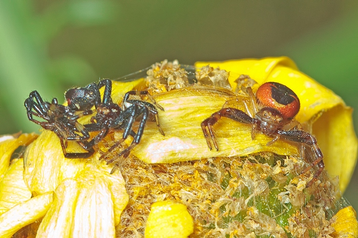 Cannibalism - Synema globosum